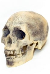 skull skull