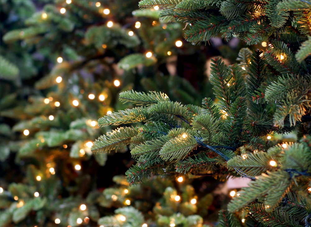 Festival of Trees 2014
