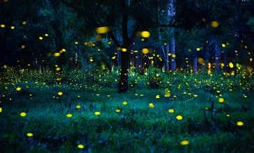 See the Magical Synchronous Fireflies Event in the Great Smoky Mountains