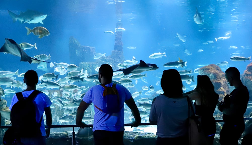 A group of friends gaze into a giant fish tank at an aquarium.