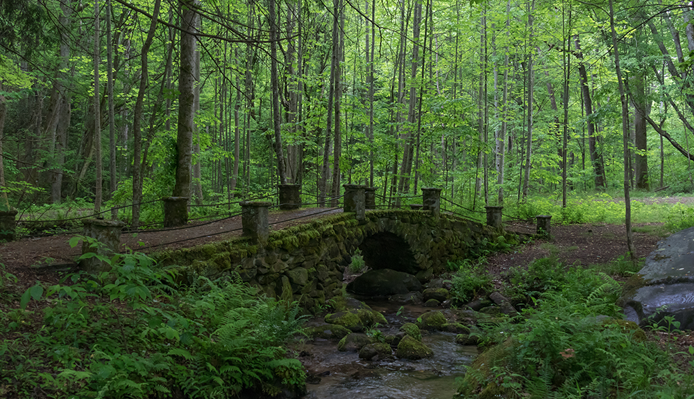 How to watch The Magical World Of Moss - Discover Wildlife