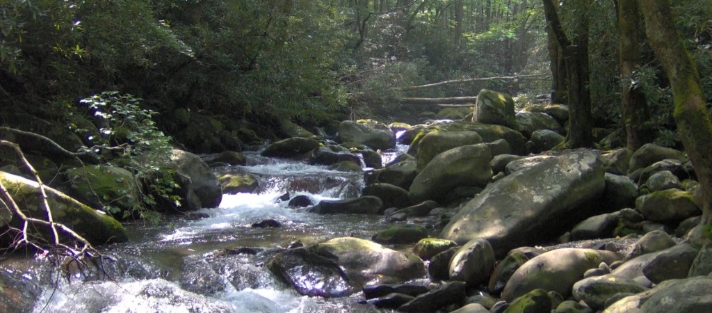 A clear mountain stream rushes between mossy boulders through dense forest in the Greenbrier area of Great Smoky Mountains National Park.