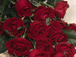 Valentine's Day bouquet of red roses
