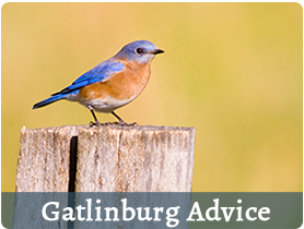 Gatlinburg Advice