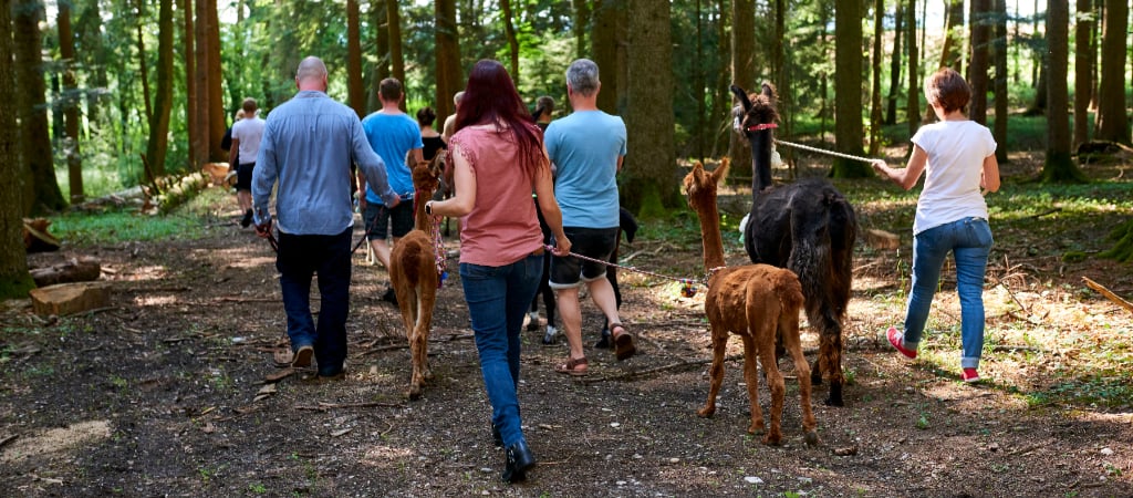 Llama Hike Through a Forest A group of adults hiking with llama companions in a beautiful forest on a sunny day.