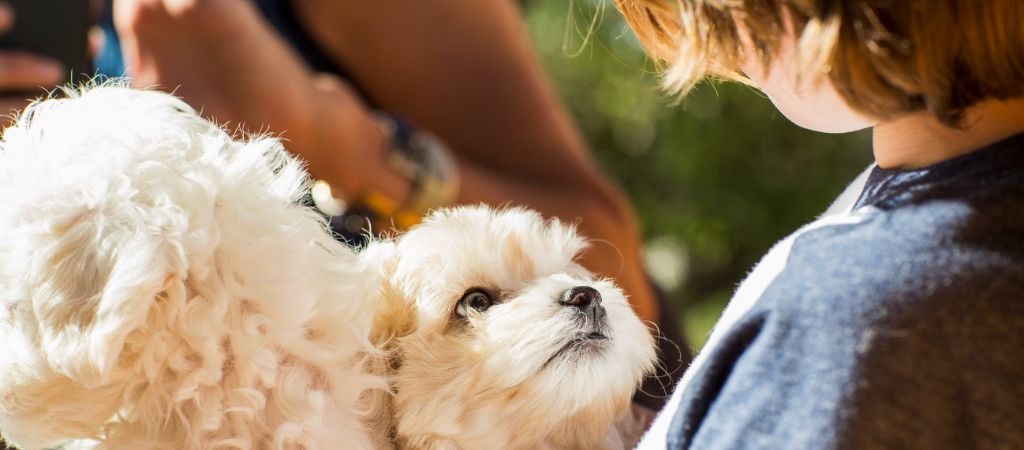 Fluffy white puppy looking up at a young boy.