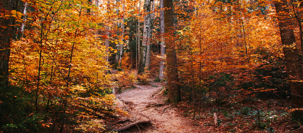 A dirt path winds through red, orange, yellow, and green leaves through a towering forest in fall.