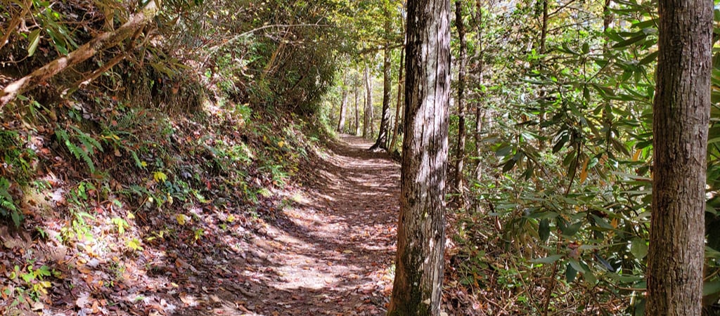 A dirt hiking trail with scattered fall leaves winds through trees in the Smokies, from a first-person perspective.