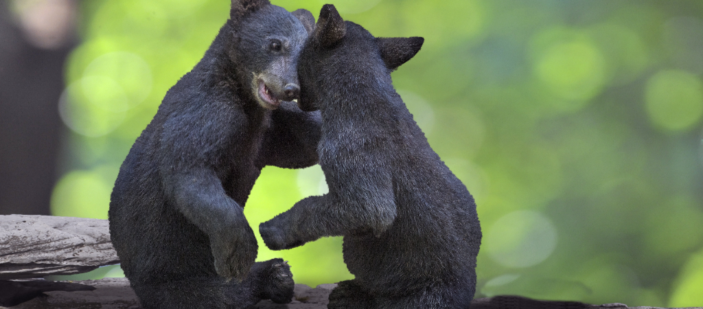 Two Black Bear Cubs Wrestling on a Log Two small black bear cubs wrestle on top of a fallen log in the Smokies.