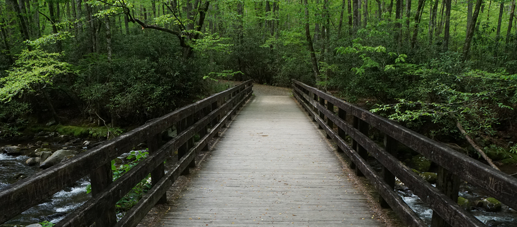 A wooden bridge crosses a river and leads into a green forest beyond.